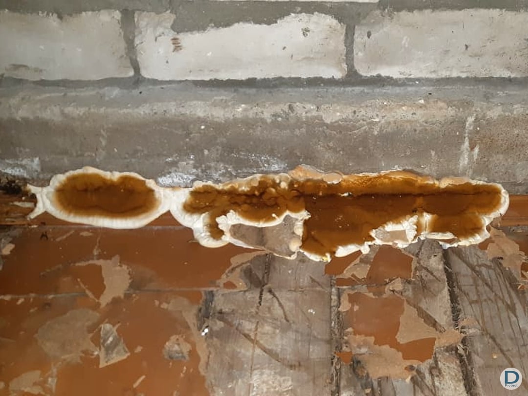 entreprise spécialiste élimination mérule traitement bois liege arlon huy charleroi